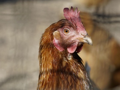 Kura na Grodzkiej w Krakowie! Niecodzienny gość w sklepie z pamiątkami