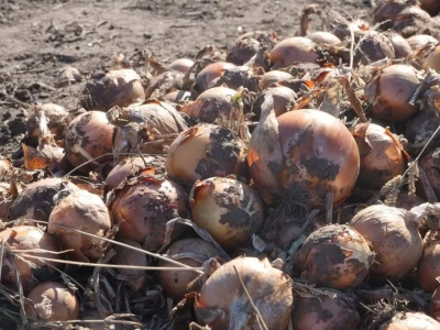 Kiedy rolnik musi odprowadzić podatek od samozbiorów?