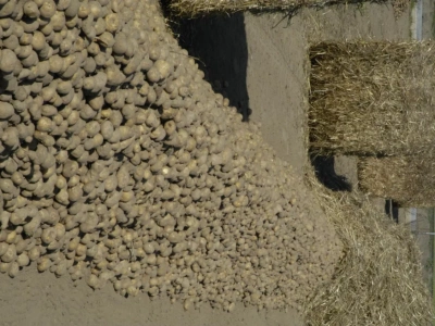 Czym okryć ziemniaki na czas zimy? Czy można wykorzystać włókninę pod burakach?