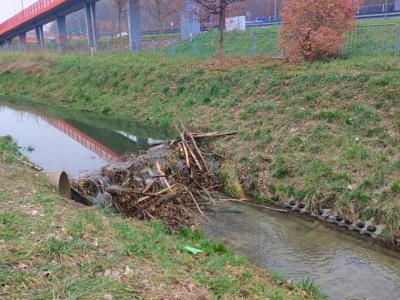 Bobry zbudowały tamę w środku miasta. Mieszkaniec: „Mam nadzieję, że nikomu nie przyjdzie do głowy, żeby to rozwalić”
