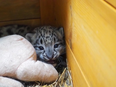 Urodził się i wychował w Warszawie. Teraz trafi do Niemiec