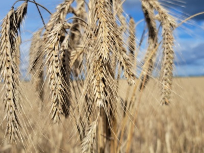To nie jest dobra wiadomość. Wartość produkcji rolnej spadła o 0,9 proc.