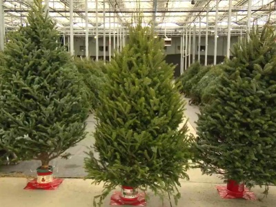 W święta będzie drożej. Tyle mają kosztować choinki