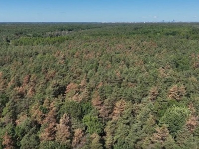 Dron pokazał coś przerażającego. W Polsce masowo wymierają 90-letnie drzewa