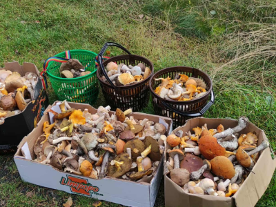 Klimat i grzybiarzy czekają zmiany. Koniec z kurkami i podgrzybkami!