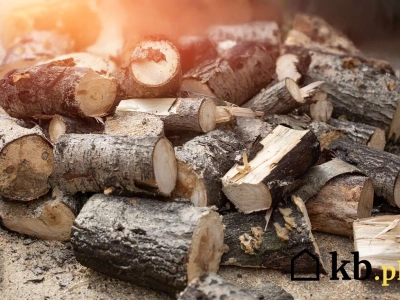 Kusząca cena, kiepskie ciepło. Zanim kupisz ten gatunek drewna na opał, zobacz te liczby