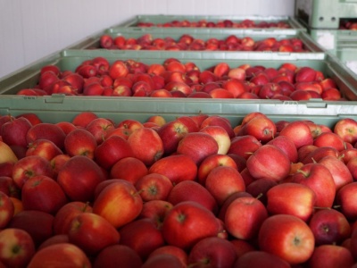 Popyt goni Galę, sadownicy mówią „poczekamy”