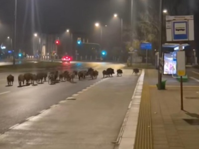 Stado dzików biegało po Wilanowie. 