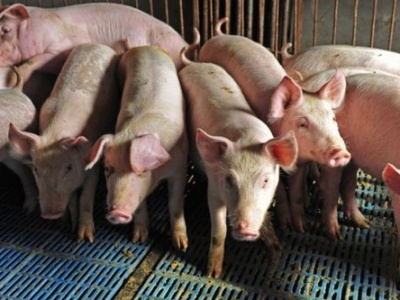 10.11.2025 Ceny skupu tuczników i macior: stawki niskie, ale stabilne