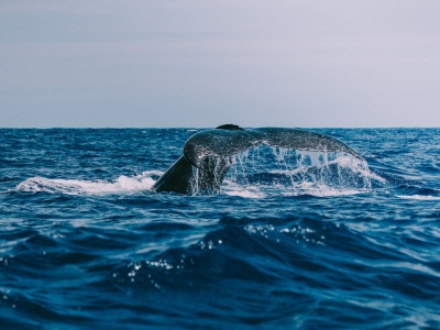 Ten ssak żyje 200 lat i nie choruje na raka. To daje nadzieję