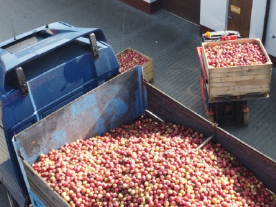 Kupią więcej „przemysłu” niż szacowali. Co z koncentratem jabłkowym?