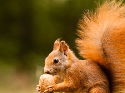 Wiewiórki biegają po parkach tam i z powrotem. Co się dzieje?