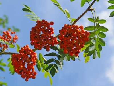 Pyszny i niezwykle zdrowy owoc. Ale musisz pamiętać o jednym