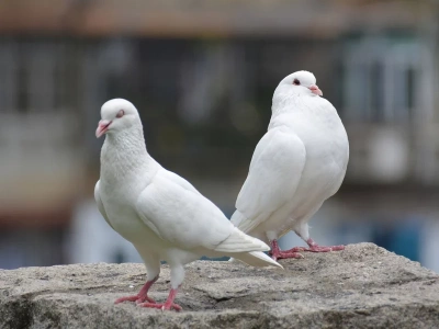 Kontrowersje wokół obchodów 11 listopada. „Zginą setki gołębi”