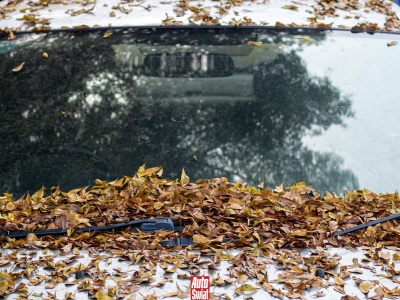 Stosują trick z liściem i udają 