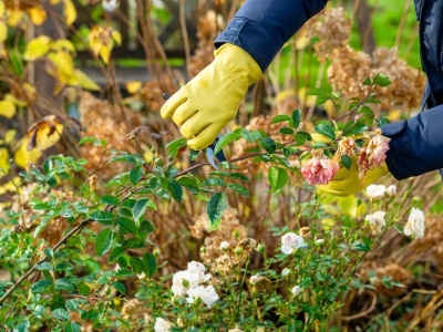 Koniecznie zrób to z różami w listopadzie. Powszechny problem cię ominie