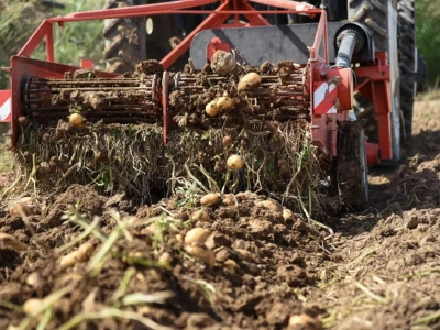 Ukraina: ziemniaki i marchew bardzo tanie. Rolnicy nie mają przechowalni i sprzedają „na bieżąco”