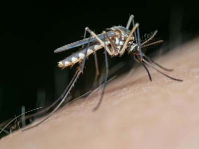 Naukowcy stworzyli grzyba, który likwiduje komary. Skuteczność 100 proc.