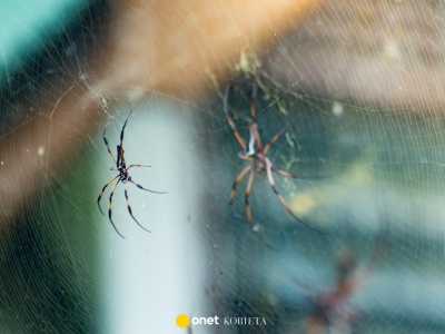 Dom bez pająków, jeśli zrobisz to jesienią. Bez chemii, bez stresu