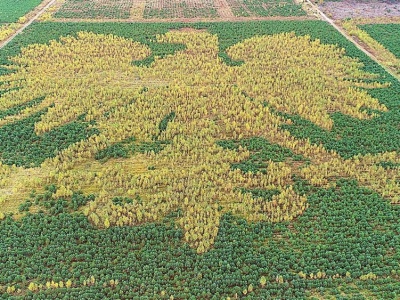 300-metrowe skrzydła i modrzewiowa korona. Kaszubski orzeł zadziwia świat