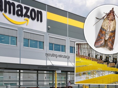 Mole opanowały magazyn Amazona w Sosnowcu. Pracownicy alarmują o pladze owadów