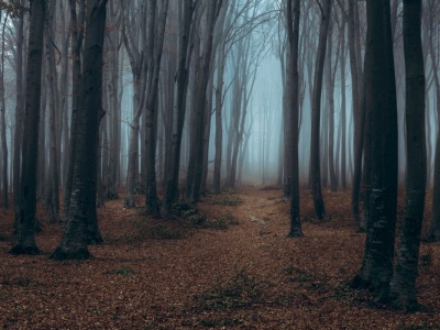 Upiorne lasy nazywane słowackim trójkątem bermudzkim. Ludzie przepadają tu bez wieści