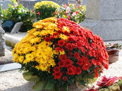 Chryzantemy będą piękne jeszcze kilka tygodni. Zadbaj jednak o to