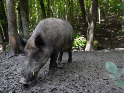 ASF to nadal gigantyczny problem. 