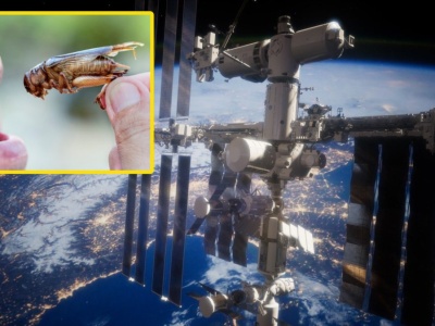 Robaki w kosmosie. ESA chce wprowadzić owady do menu astronautów