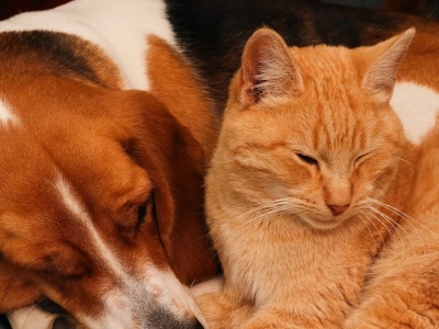 Przez lata były uważane za inteligentniejsze. Wyniki badań mogą zadziwić