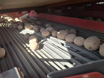 Kto kupuje polskie ziemniaki? Jak wygląda eksport na tle importu?