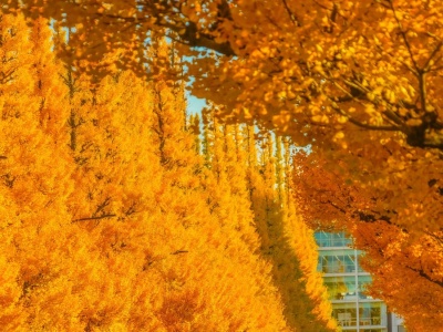 Drzewa przetrwały wybuch bomby w Hiroszimie. Cuchnące źródło mądrości