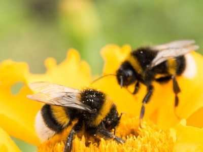 Naukowcy w szoku. Trzmiele odczytują kod