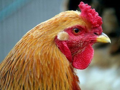 Boom na leki dla drobiu: rynek warty miliardy