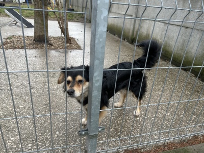 Nadchodzi zima. Trzeba zadbać o zwierzęta