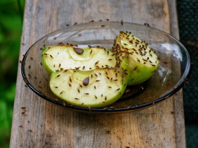 Wystarczy słoik i kawałek papieru. Muszki owocówki już nie wyjdą