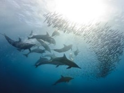 Zginęło ponad 200 delfinów. Temperatura jezior sięgnęłą 41°C