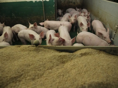 Rolnikom zostaje coraz mniej z tucznika. Jakie są ceny świń w Polsce?