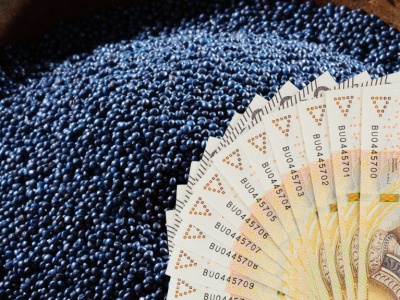 Notowania rzepaku — czy opłaca się sprzedawać teraz?