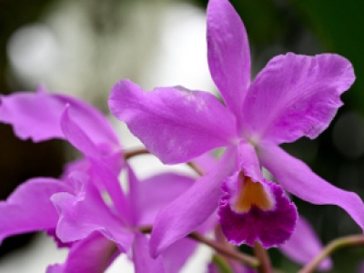 Cattleye - ulubione orchidee Potockich zakwitły w zamkowej storczykarni w Łańcucie