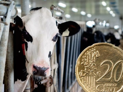 Ceny mleka lecą w dół. Mleczarnie tną stawki nawet o 5 centów