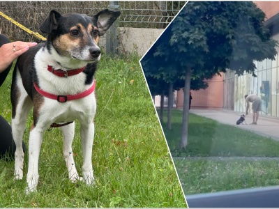 27-latek stanie przed sądem za znęcanie się nad psem. „Straszył, krzyczał, szarpał za smycz i kopnął”