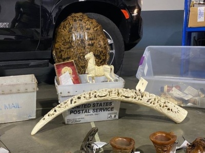 Służby przechwyciły tysiące przedmiotów. Wszystko z zagrożonych zwierząt