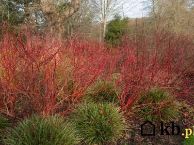 To nie bukszpan, nie tuja. Ten krzew zimą świeci jak neon! A większość ogrodników nawet go nie zna