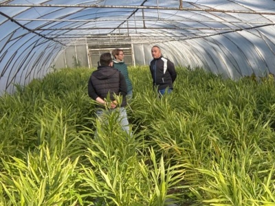 Imbir – odpowiedź polskiego rolnictwa na zmiany klimatu?