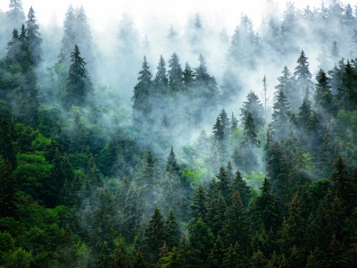 Badanie EY: Firmy chętniej o ochronie klimatu mówią niż o tym raportują