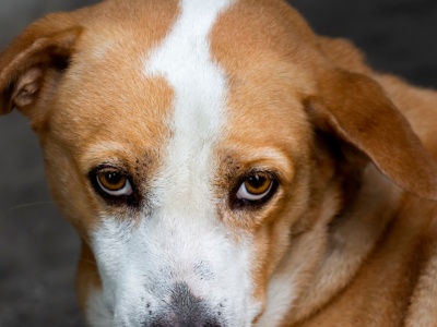 Szczekanie psa w bloku. Czy będzie granica hałasu i nowe prawo?