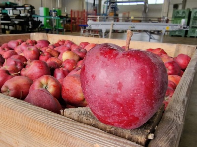 Co czwarte jabłko zmienia adres na niemiecki, a zaskakuje Litwa