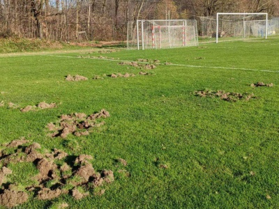 Dziki znów zdewastowały boiska Burzy Roczyny i Halniaka Targanice