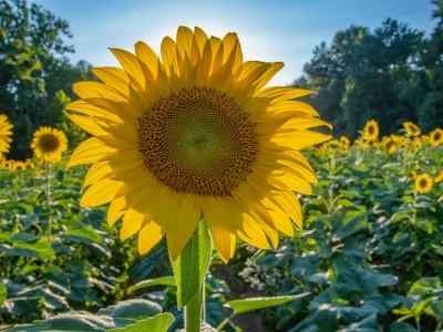 Słonecznik coraz popularniejszy na polach. Ile można na nim zarobić?